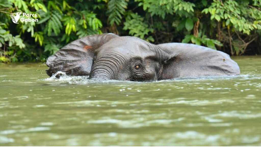 Eléphant dans le parc national de Loango / ANPN / Gabonactu.com