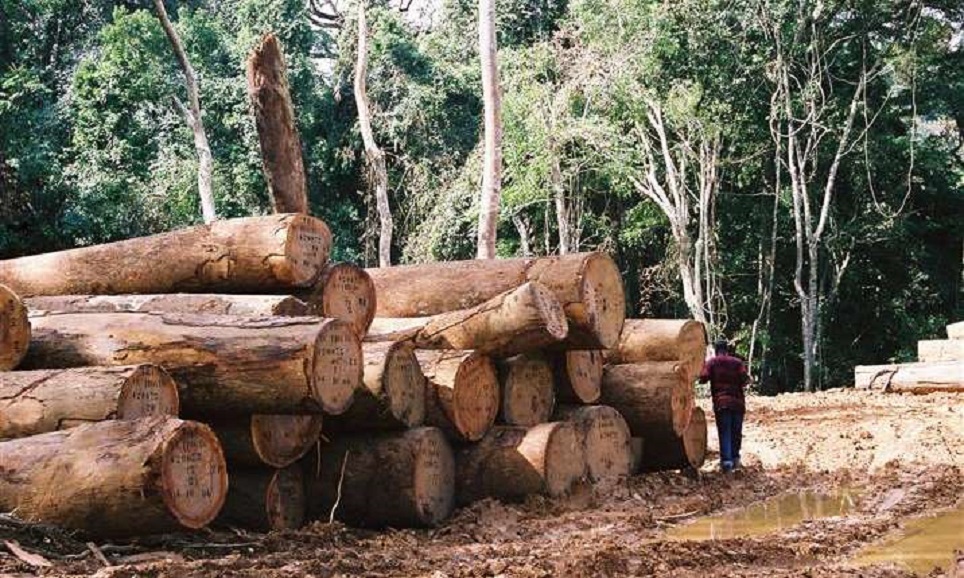 Nyanga : Village Loango, pas de RSE, pas d'exploitation forestière -