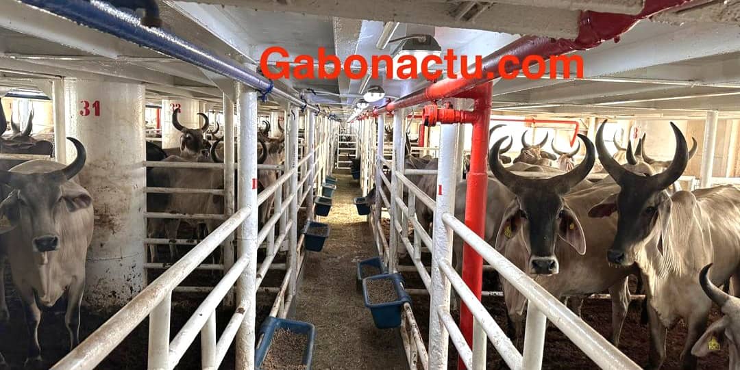 Les zébus du Ranch de la Ngounié à Ndéndé / Gabonactu.com